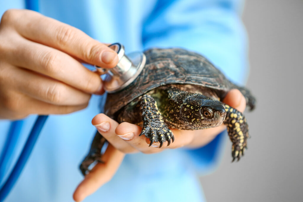Personne soignant une tortue